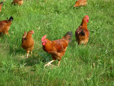 Pastured Organic Poultry in Beeton ON